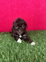 Girl 2, a female Goldendoodle for sale in Atlanta, GA – 2 of 8