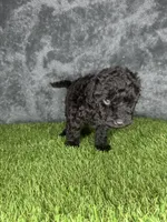 Boy 1, a male Goldendoodle for sale in Atlanta, GA – 3 of 10