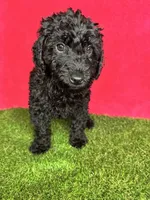 Girl 3, a female Goldendoodle for sale in Atlanta, GA – 4 of 9