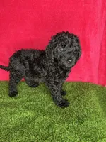 Girl 3, a female Goldendoodle for sale in Atlanta, GA – 9 of 9