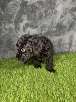 Boy 4, a male Goldendoodle for sale in Atlanta, GA – 5 of 9