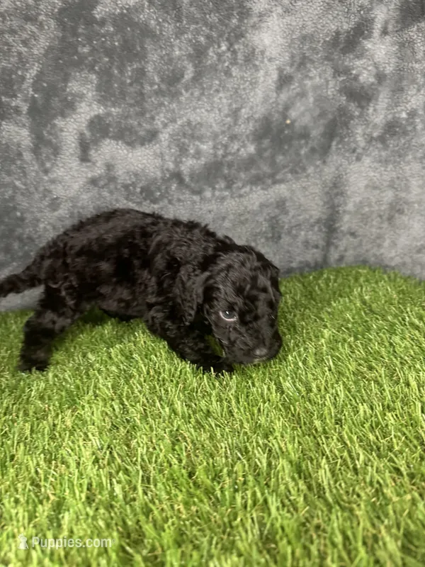 Boy 4 – Goldendoodle puppy for sale in Atlanta, GA