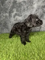 Boy 4, a male Goldendoodle for sale in Atlanta, GA – 8 of 9