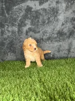 Boy 3, a male Goldendoodle for sale in Atlanta, GA – 5 of 10