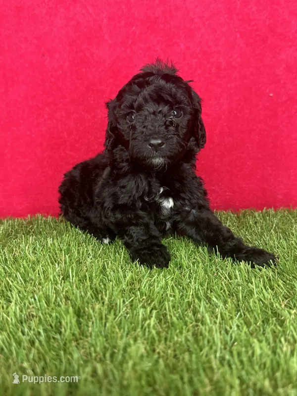 Girl 1 – Goldendoodle puppy for sale in Atlanta, GA