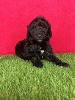 Girl 1, a female Goldendoodle for sale in Atlanta, GA – 1 of 9