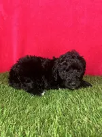 Girl 1, a female Goldendoodle for sale in Atlanta, GA – 8 of 9