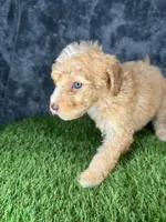 Boy 3, a male Goldendoodle for sale in Atlanta, GA – 9 of 10