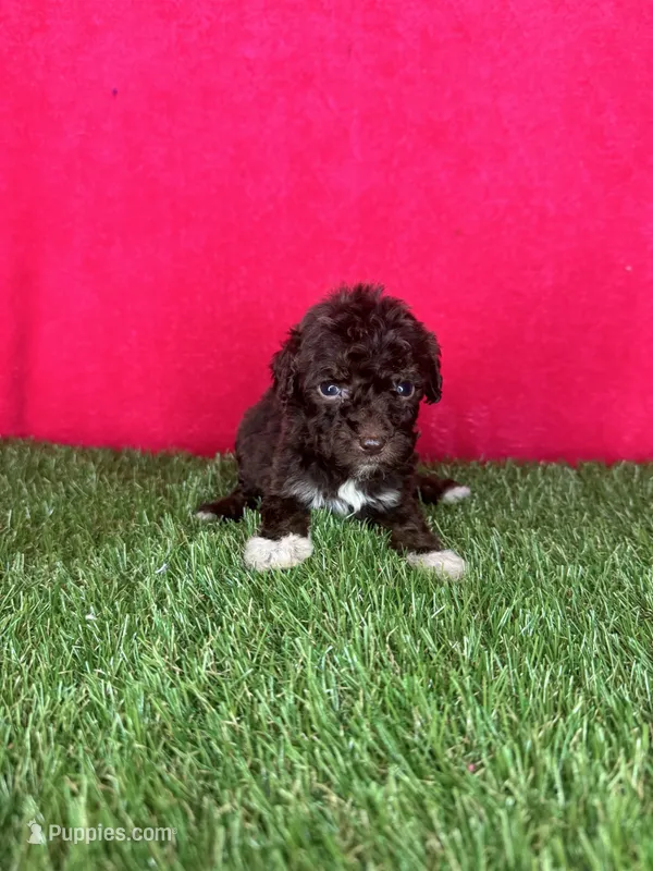 Girl 2 – Goldendoodle puppy for sale in Atlanta, GA