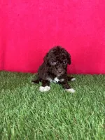Girl 2, a female Goldendoodle for sale in Atlanta, GA – 1 of 8