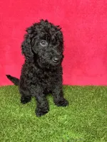 Girl 3, a female Goldendoodle for sale in Atlanta, GA – 6 of 9