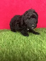 Girl 1, a female Goldendoodle for sale in Atlanta, GA – 2 of 9