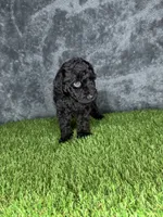 Boy 1, a male Goldendoodle for sale in Atlanta, GA – 5 of 10