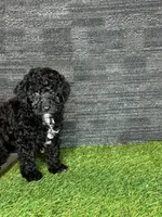 Prue, a female Yorkipoo for sale in Atlanta, GA – 5 of 6