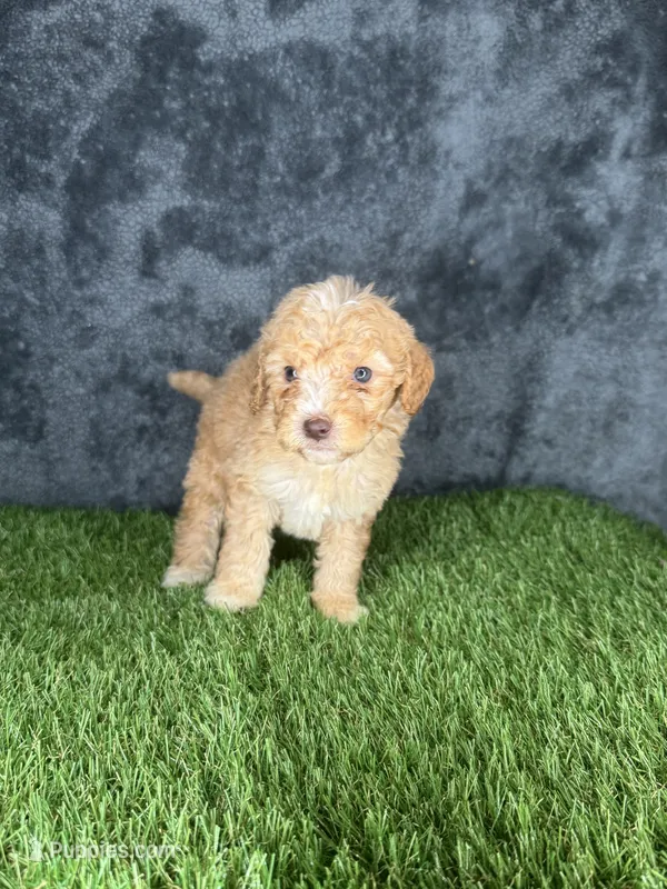 Boy 3 – Goldendoodle puppy for sale in Atlanta, GA