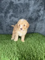 Boy 3, a male Goldendoodle for sale in Atlanta, GA – 1 of 10