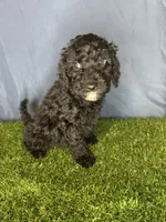 Boy 1, a male Miniature Goldendoodle for sale in Atlanta, GA – 4 of 10