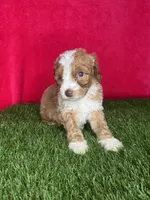 Girl 3, a female Goldendoodle for sale in Atlanta, GA – 8 of 8