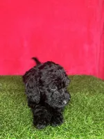 Girl 1, a female Miniature Goldendoodle for sale in Atlanta, GA – 7 of 10