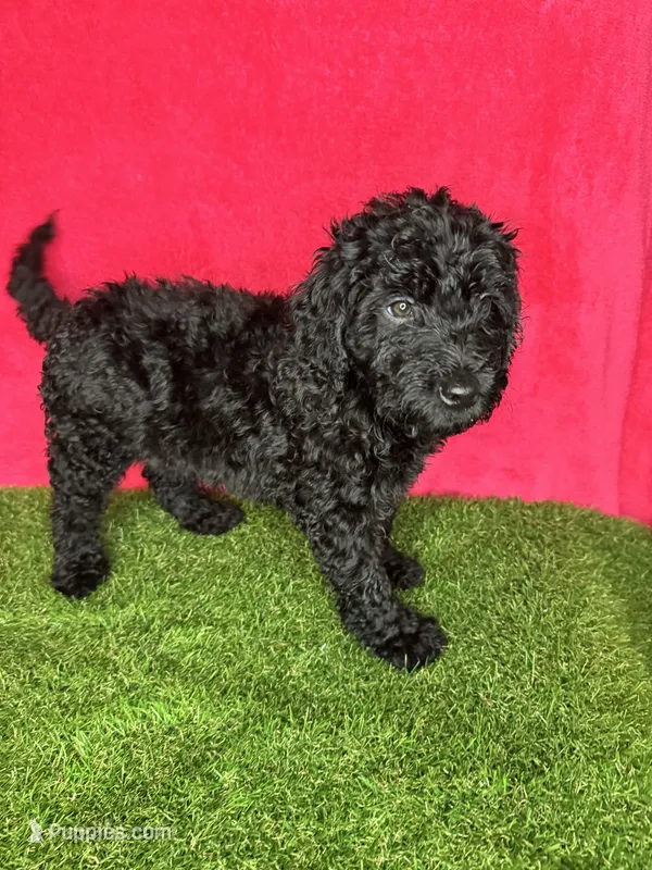 Girl 3 – Goldendoodle puppy for sale in Atlanta, GA