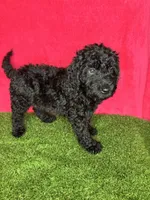 Girl 3, a female Goldendoodle for sale in Atlanta, GA – 1 of 9