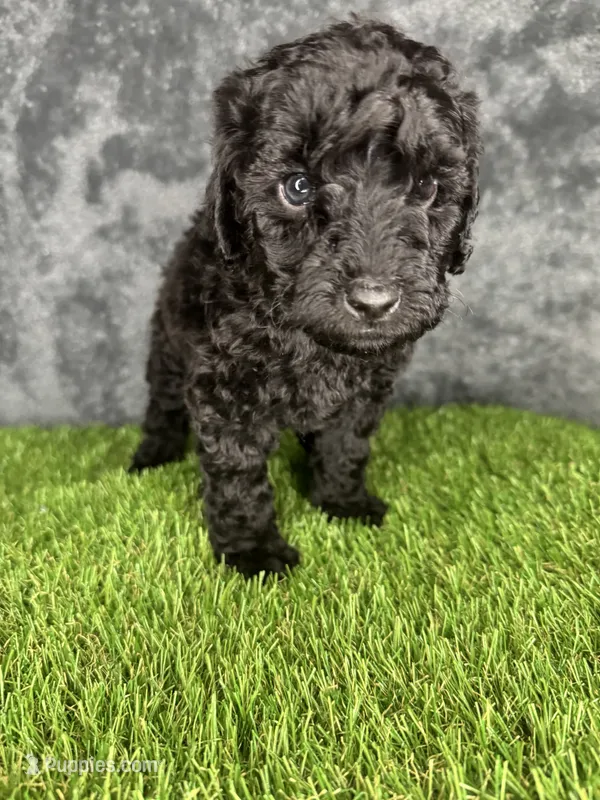 Boy 1 – Goldendoodle puppy for sale in Atlanta, GA