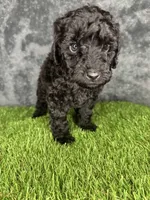 Boy 1, a male Goldendoodle for sale in Atlanta, GA – 1 of 10