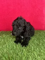 Girl 1, a female Goldendoodle for sale in Atlanta, GA – 9 of 9