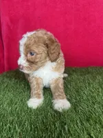 Girl 3, a female Goldendoodle for sale in Atlanta, GA – 5 of 8
