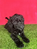 Girl 1, a female Miniature Goldendoodle for sale in Atlanta, GA – 6 of 10