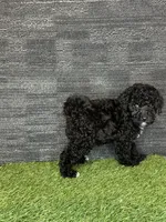 Prue, a female Yorkipoo for sale in Atlanta, GA – 6 of 6