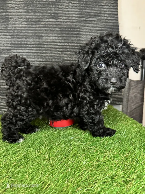 Leo – Yorkipoo puppy for sale in Atlanta, GA