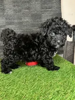 Leo, a male Yorkipoo for sale in Atlanta, GA – 1 of 5