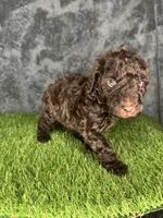 Boy 2 , a male Goldendoodle for sale in Atlanta, GA – 8 of 8