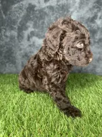 Boy 2 , a male Goldendoodle for sale in Atlanta, GA – 2 of 8