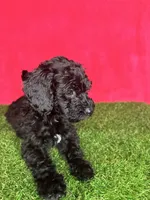 Girl 1, a female Miniature Goldendoodle for sale in Atlanta, GA – 5 of 10