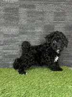 Leo, a male Yorkipoo for sale in Atlanta, GA – 3 of 5
