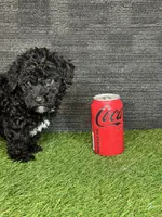Leo, a male Yorkipoo for sale in Atlanta, GA – 5 of 5