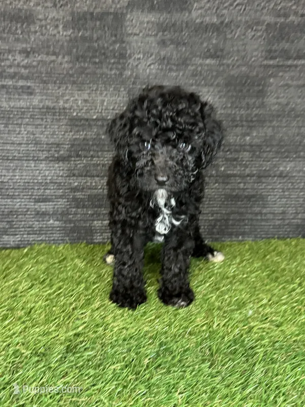 Prue – Yorkipoo puppy for sale in Atlanta, GA