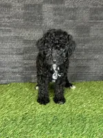 Prue, a female Yorkipoo for sale in Atlanta, GA – 1 of 6