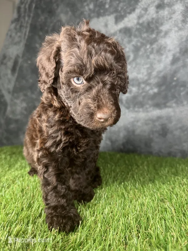 Boy 2  – Goldendoodle puppy for sale in Atlanta, GA