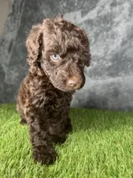 Boy 2 , a male Goldendoodle for sale in Atlanta, GA – 1 of 8