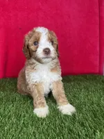 Girl 3, a female Goldendoodle for sale in Atlanta, GA – 7 of 8