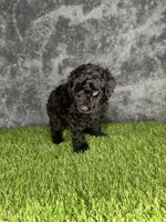 Boy 1, a male Goldendoodle for sale in Atlanta, GA – 6 of 10