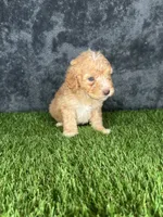Boy 3, a male Goldendoodle for sale in Atlanta, GA – 10 of 10