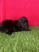 Girl 1, a female Goldendoodle for sale in Atlanta, GA – 3 of 9