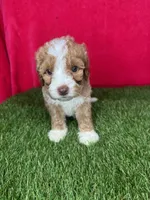 Girl 3, a female Goldendoodle for sale in Atlanta, GA – 4 of 8