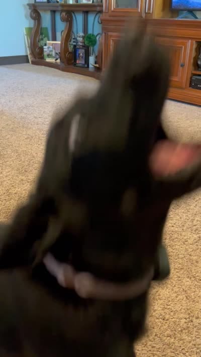Opal, a female Labrador Retriever for sale in Canton, TX – 5 of 5