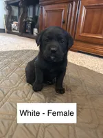 Pearl, a female Labrador Retriever for sale in Canton, TX – Photo 1 of 2