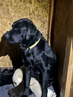 Opal, a female Labrador Retriever for sale in Canton, TX – 4 of 5